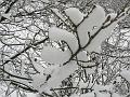Snow, Blackheath P1070041